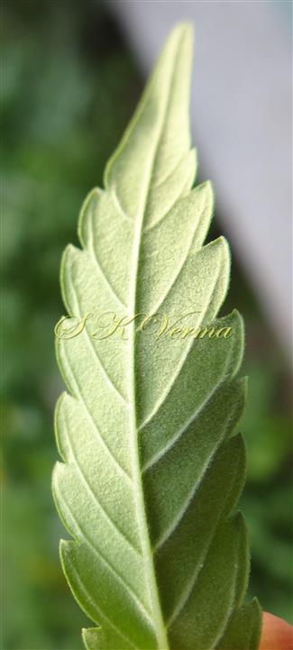  Leaflet (Abaxial view)